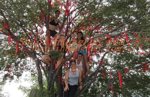 On the lucky tree near the Temple